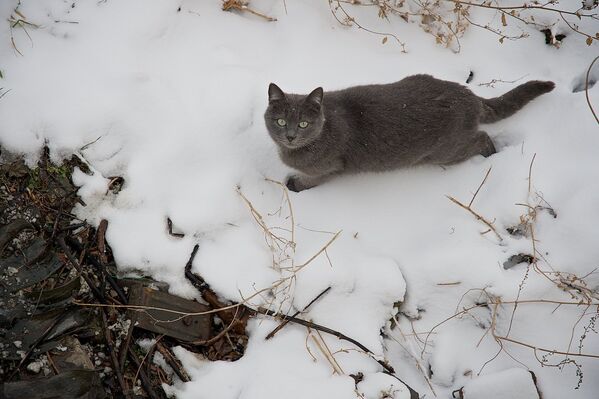 Кошка осторожно идет по снегу в одном из тбилисских двориков в старом городе - для животных такие перемены в погоде тоже очень непривычны - Sputnik Грузия
