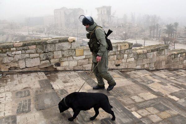 Также военным в обнаружении мин и взрывных устройств помогают специально обученные служебные минно-разыскные собаки - Sputnik Грузия