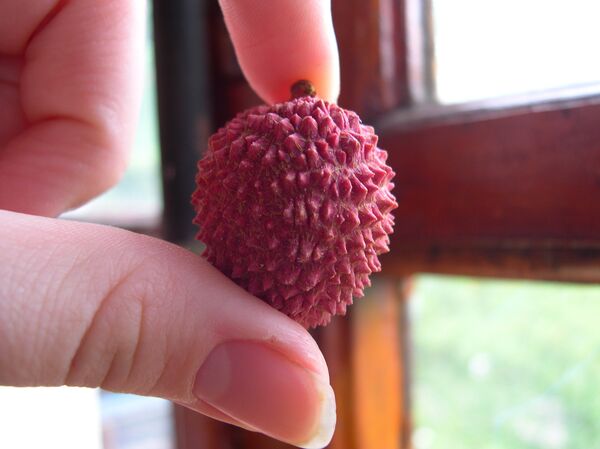 ლიჩი - Sputnik საქართველო