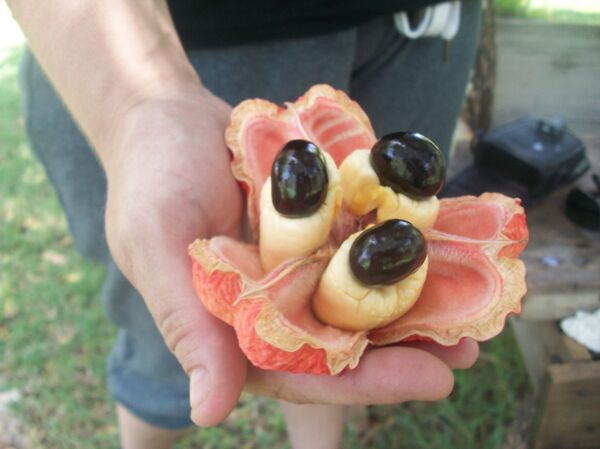 აკი - Sputnik საქართველო