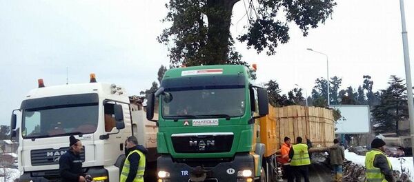 მაგნოლია გადააქვთ ურეკში მაგნოლია გადააქვთ ურეკში - Sputnik საქართველო