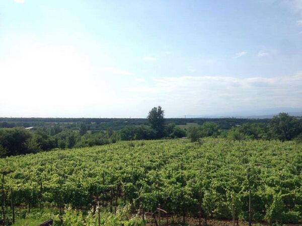 ბაია აბულაძის ვენახი ბაია აბულაძის ვენახი - Sputnik საქართველო