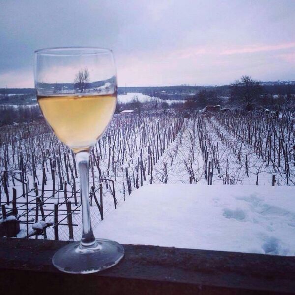 ბაია აბულაძის ვენახი ზამთარში ბაია აბულაძის ვენახი ზამთარში - Sputnik საქართველო