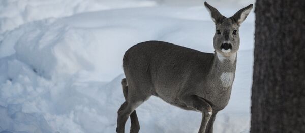 შველი ტყეში შველი ტყეში - Sputnik საქართველო