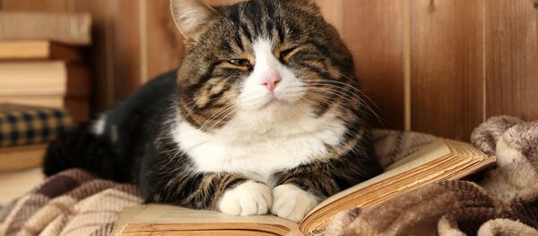 Кошка на книге - Sputnik Грузия