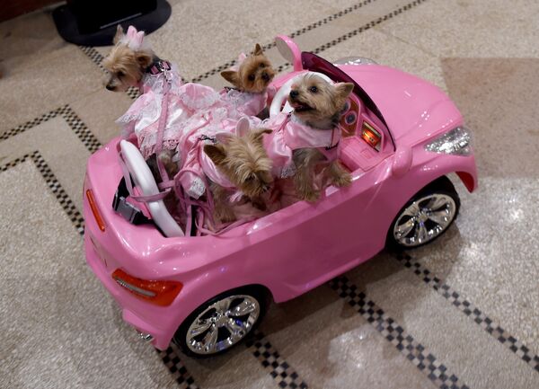 Группа йоркширских терьеров в розовых платьях прибывает на кабриолете на 14-ю ежегодную выставку нарядов для домашних питомцев New York Pet Fashion Show в Нью-Йорке - Sputnik Грузия