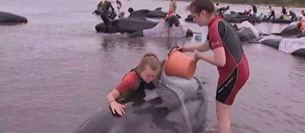 Дельфины на берегу - Sputnik Грузия