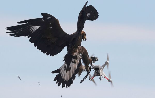Беркут нападает на летящий дрон во время военных учений на базе Мон-де-Марсан ВВС Франции. Это уже далеко не первый случай, когда птицы атакуют квадракоптеры - Sputnik Грузия