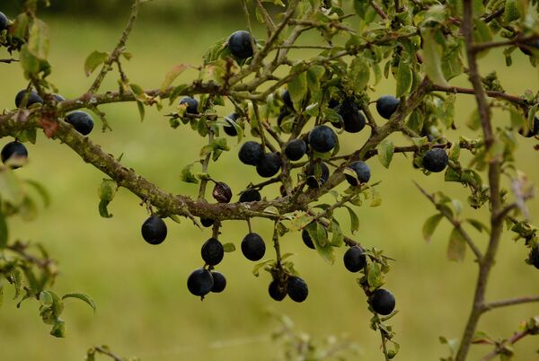 კვრინჩხი - Sputnik საქართველო