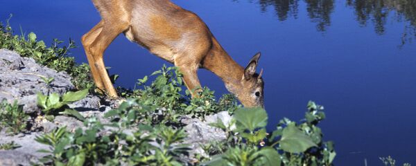 Косуля на водопое - Sputnik Грузия