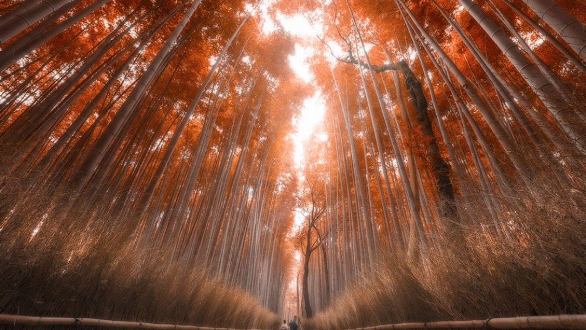 ბამბუკის ტყე კიოტოში - Sputnik საქართველო, 1920, 10.12.2021