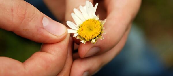 მკითხაობა გვირილაზე მკითხაობა გვირილაზე - Sputnik საქართველო