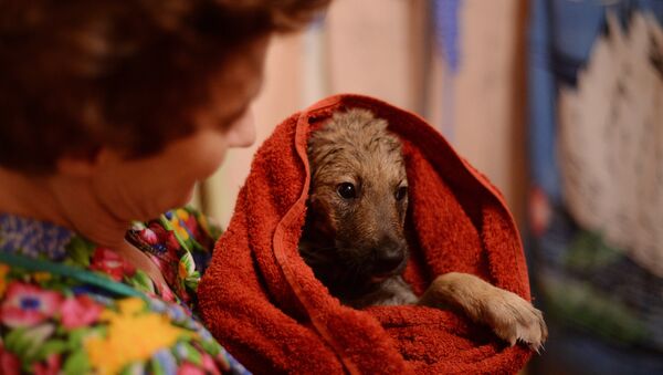 Женщина моет бездомного щенка - Sputnik Грузия