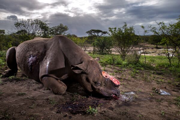 Черный носорог со спиленным рогом, убитый местными браконьерами c помощью ружья с глушителем во время водопоя в заповеднике «Парк Шушлуви-Умфолози»  в Южной Африке. Этот снимок Брента Стиртона, сделанный для National Geographic Magazine, завоевал первую премию  World Press Photo 2017 в категории “Природа” - Sputnik Грузия