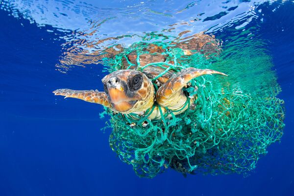 Морская черепаха, которая запуталась в рыболовной сети, плавает у берегов Тенерифе, Канарские острова, Испания. Это фото Фрэнсиса Переса завоевало первую премию World Press Photo Awards 2017 в категории “Природа” - Sputnik Грузия