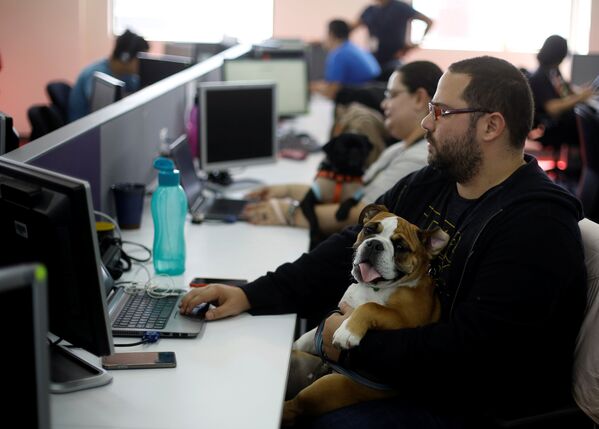 Сотрудники компании Accenture в Коста-Рике работают вместе со своими собаками. На один день компания разрешила служащим прийти на работу вместе с домашними питомцами - Sputnik Грузия