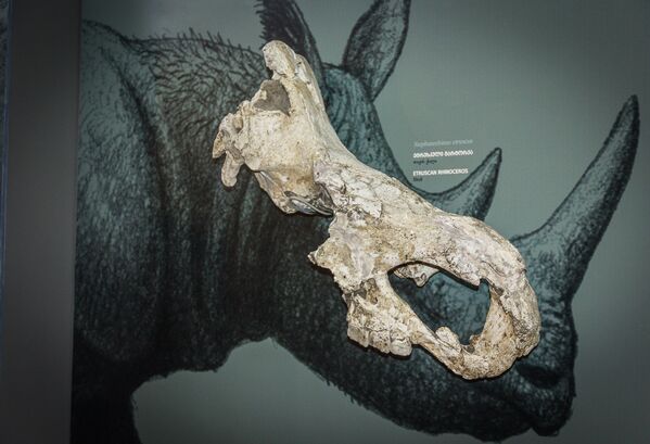 Находки, представленные на выставке, относятся к периоду с 1.77 млн – 8 тысяч лет до нашей эры.  На фото - череп этрусского носорога - Sputnik Грузия