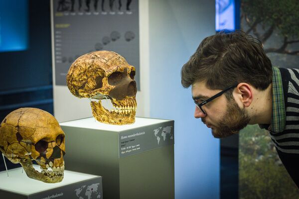 Один из посетителей музея рассматривает древние черепа - это черепа Homo Sapiens - Sputnik Грузия