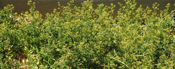 ენდრო - Sputnik საქართველო