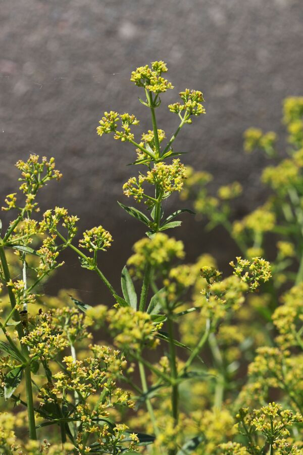 ენდრო - Sputnik საქართველო