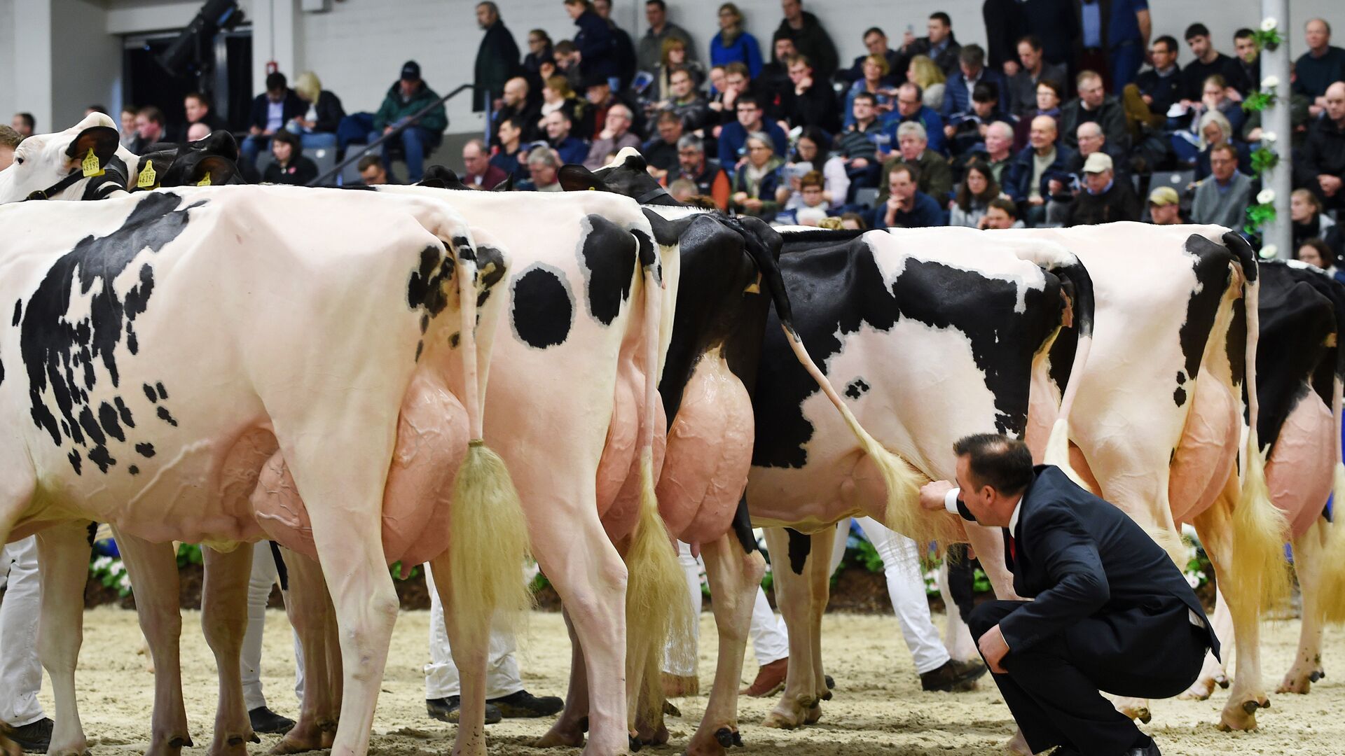 Судья осматривает коров принимающих участие в 44-м конкурсе красоты среди молочных коров в Вердене на северо-западе Германии. В конкурсе участвуют около 200 коров в 18 различных категориях - Sputnik Грузия, 1920, 09.08.2022