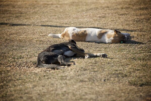 Весеннему потеплению радуются не только люди - бродячие собаки греются на солнышке в парке Рике - Sputnik Грузия