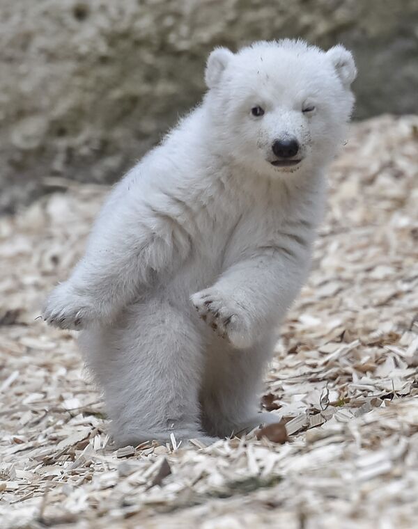 Маленькая самка белого медведя родилась в мюнхенском зоопарке Хеллабрунн 14 недель назад. Сейчас медвежонок только начинает делать первые шаги, но уже успел очаровать работников и посетителей зоопарка - Sputnik Грузия