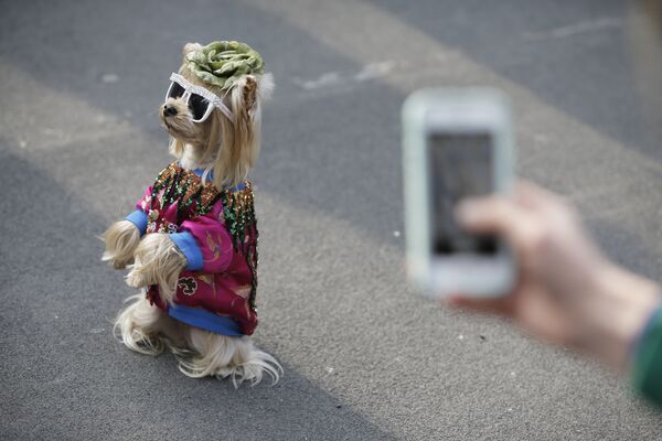 Собака в солнечных очках фотографируется перед началом шоу Гуччи во время недели моды в Милане - Sputnik Грузия