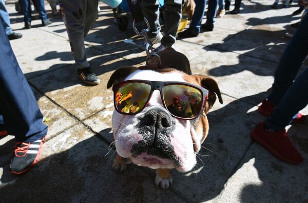 Участники парада английских бульдогов в Мехико. Собрав на шоу более 950 собак, владельцы бульдогов установили мировой рекорд и ждут ответа от Книги Рекордов Гиннесса - Sputnik Грузия