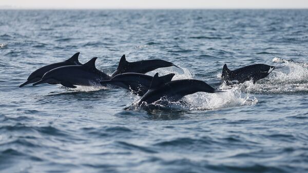 Дельфины в море - Sputnik Грузия