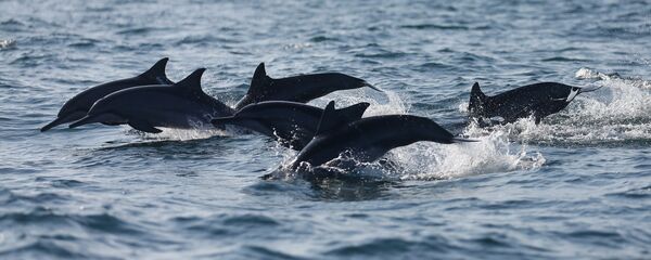 დელფინები დელფინები - Sputnik საქართველო