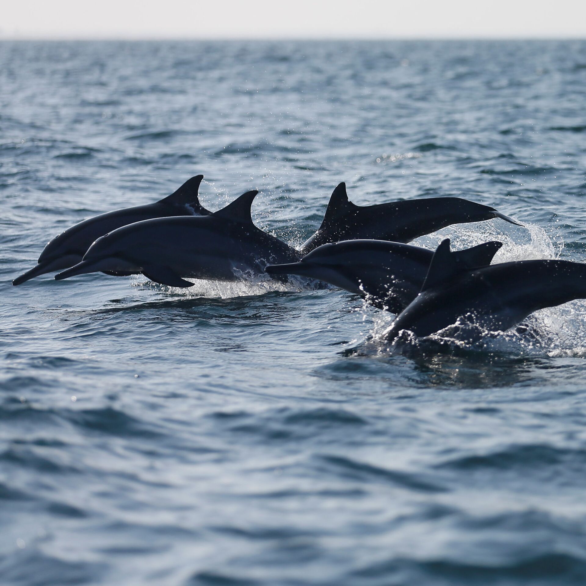 Фото Дельфина В Море