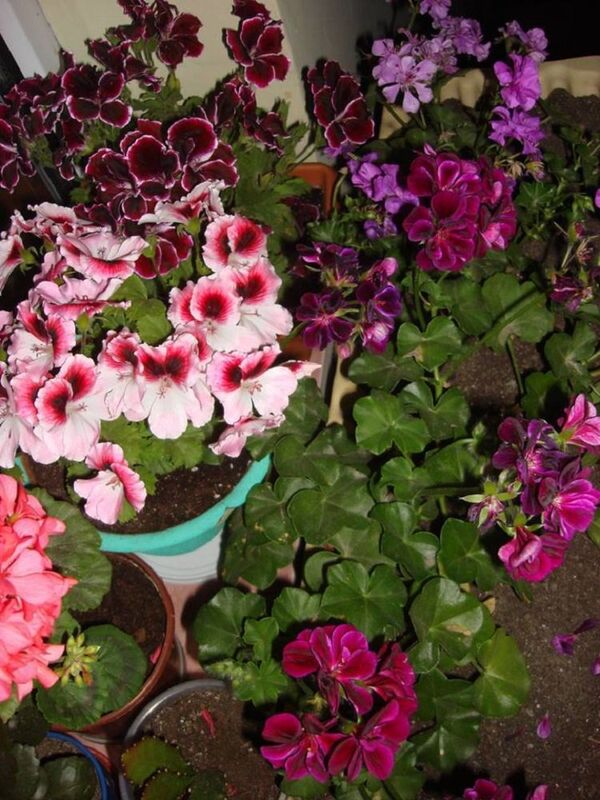 ელდინა ცქვიტაიას ყვავილები - Sputnik საქართველო