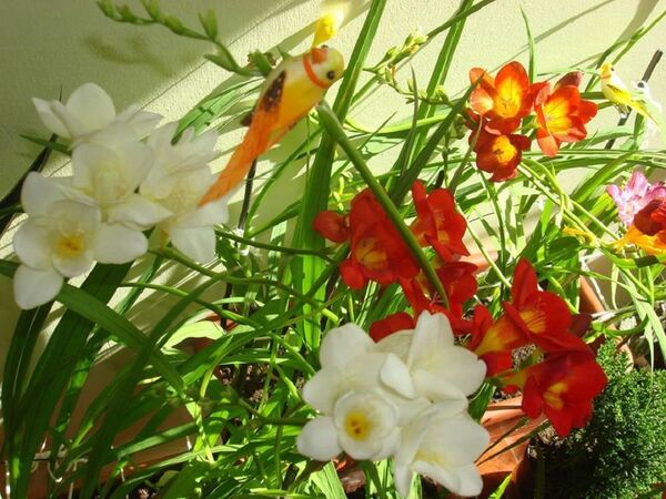 ელდინა ცქვიტაიას ყვავილები - Sputnik საქართველო