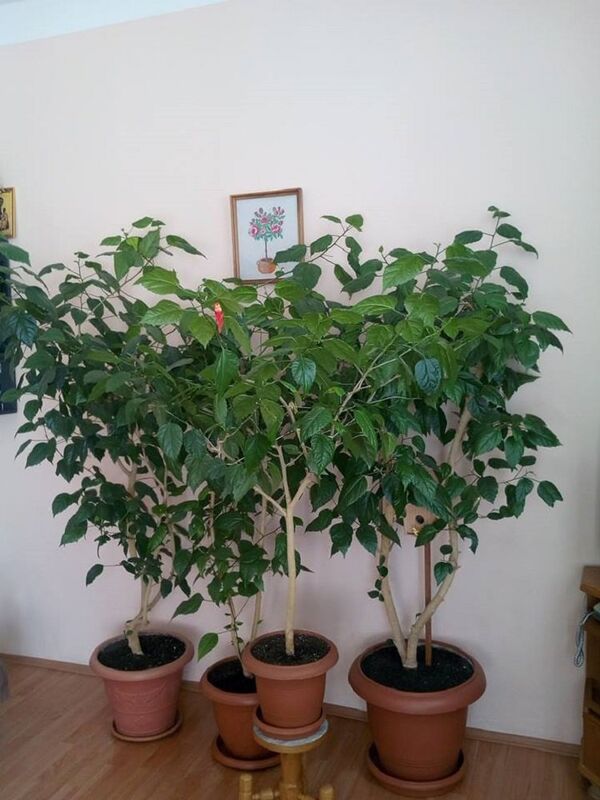 ელდინა ცქვიტაიას ყვავილები - Sputnik საქართველო