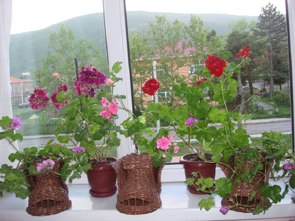 ელდინა ცქვიტაიას ყვავილები - Sputnik საქართველო