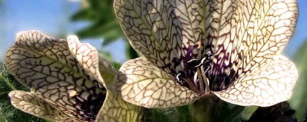 ლენცოფა ლენცოფა - Sputnik საქართველო