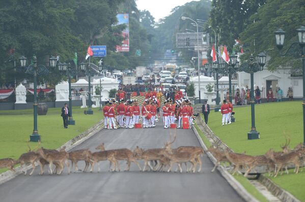 Олени переходят дорогу перед почетным караулом, ожидающим прибытия короля в президентский дворец в Богоре, Индонезия - Sputnik Грузия