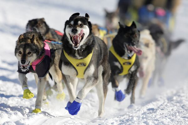 На Аляске начались крупнейшие в мире гонки на собачьих упряжках. За восемь дней они должны пройти полторы тысячи километров. Собакам, запряженным в санках, придется преодолеть горные склоны и долины при температуре -31 по Цельсию - Sputnik Грузия