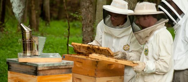 მეფუტკრეები სკებთან მეფუტკრეები სკებთან - Sputnik საქართველო