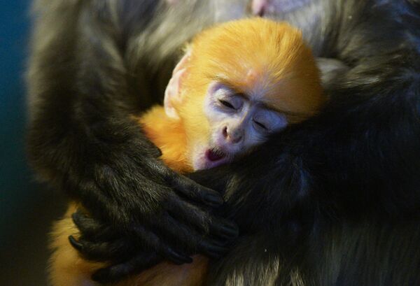 Вся правда о снах: топ-20 малоизвестных фактов о сновидениях Вся правда о снах: топ-20 малоизвестных фактов о сновидениях - Sputnik Грузия