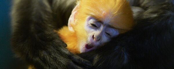 Животные тоже видят сны - Sputnik Грузия