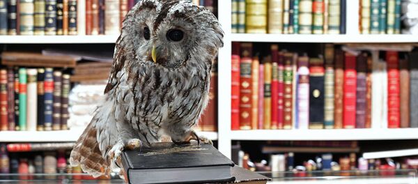 Сова Ева в Московском Доме книги на Арбате - Sputnik Грузия