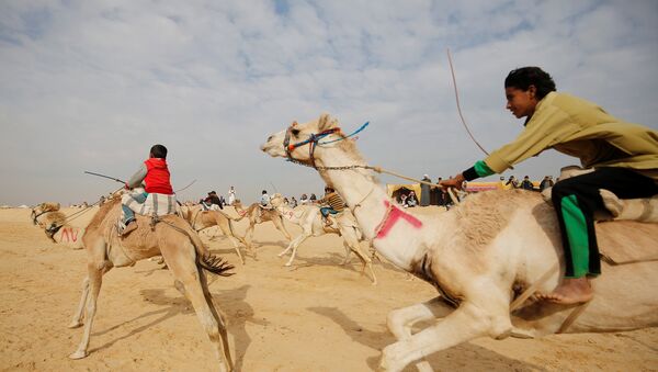 Жокеи, большинство из которых дети, соревнуются в верховой езде во время открытия Международного фестиваля верблюдов в пустыне Сарабий в Исмаилии, Египет - Sputnik Грузия