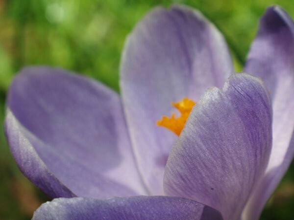 მაგიური მცენარე, რომელიც მამაკაცებს რაინდულ სულს შთაბერავს მაგიური მცენარე, რომელიც მამაკაცებს რაინდულ სულს შთაბერავს - Sputnik საქართველო