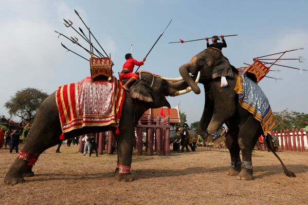 სპილოზე ამხედრებული ტაილანდელები სპილოს დღისადმი მიძღვნილ ცერემონიაზე - Sputnik საქართველო