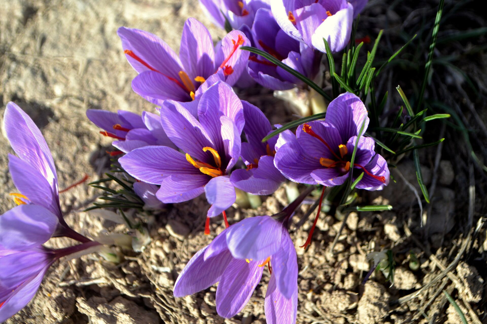 Крокус золотистый sativus