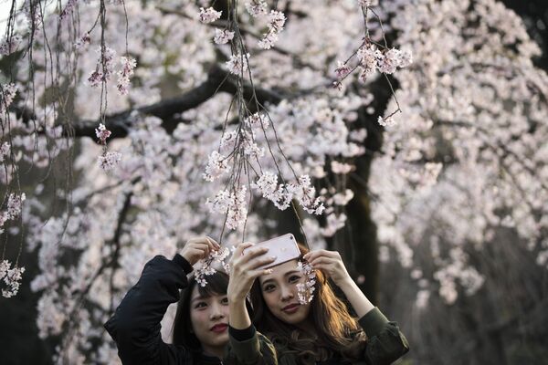 Сакура зацвела в Токио на пять дней раньше обычного под влиянием низкого атмосферного давления, осадков и теплой погоды. Ожидается, что массовое цветение сакуры начнется в парках Японии к началу апреля. На аллеях из сакуры японцы будут устраивать пикники под вишневыми деревьями, веселиться и пить сакэ, встречая весну - Sputnik Грузия