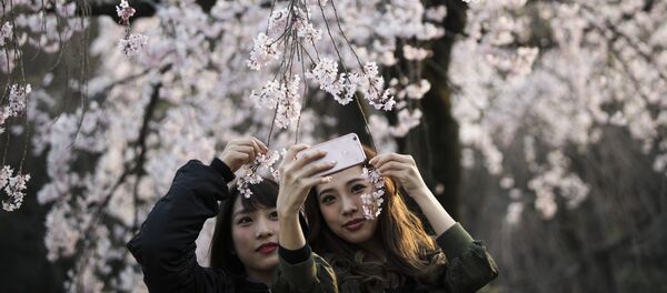 საკურა საკურა - Sputnik საქართველო