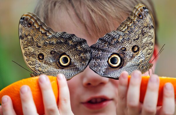 Пятилетний Джордж кормит апельсином бабочек в музее естественной истории в Лондоне - Sputnik Грузия